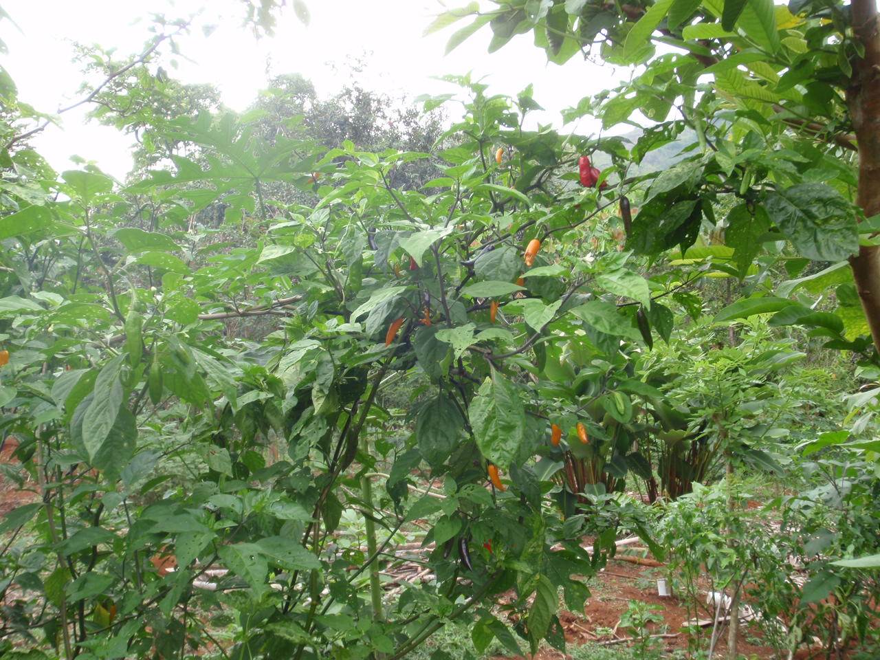 Chili Plant (Planta de Chilis)