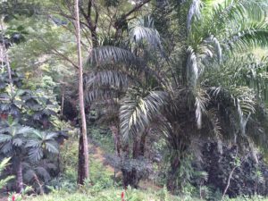 African Palm (Palma Africana)