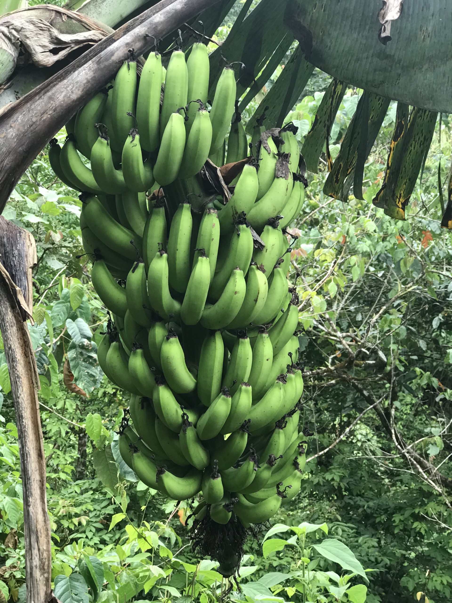Bananas (Bananos)